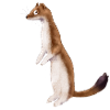 ERMINE