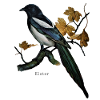 magpie