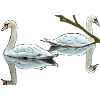 Swans