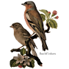 chaffinches