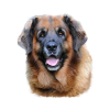 Leonberger Dogs Design Gift