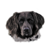 Hovawart dog dog canine gift