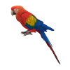 Parrot Design