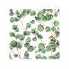 Feuilles d'eucalyptus vert
