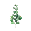 Green eucalyptus