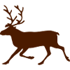 Reindeer