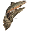 salmon