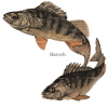 perch