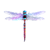 Dragonfly dragonfly