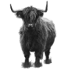 Galloway beef