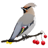 Waxwing