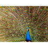 Peacock with feather splendour