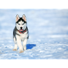 Husky-Welpe im Schnee