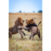 Fighting Lions