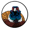 Portrait pheasant