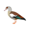 egyptian goose