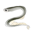 Lamprey fish biodiversity