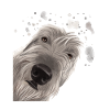 Curious Irish Wolfhound Dog