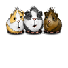 Three guinea pigs