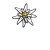 Fiore di montagna di stella alpina