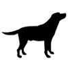 Dog # 2