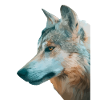 Tête de loup Aquarelle