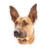 Malinois Belgian Dog Design Gift