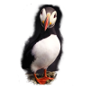 Puffin puffin bird illustration