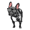 French bulldog