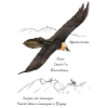 Bearded vulture