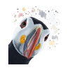 Curious Puffin
