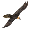 Bearded Vulture in flight