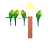 He has wifi budgie