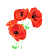 Coquelicots