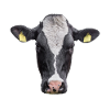 Cow. Cow.