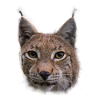 Lynx design lynx wildcats gift