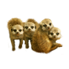 Funny meerkat young meerkat gift