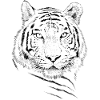 Tiger face sketch
