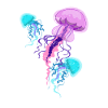 jellyfish
