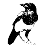 Magpie Bird | Magpie Bird