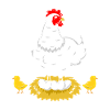 Chicken hen rooster eggs