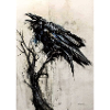 raven
