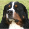 Bernese Mountain Dog