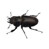 Hirschkäfer Weibchen