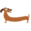 Long Dachshund