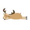 Sleeping elk