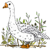 Goose