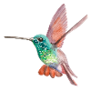 humming-bird