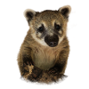 Coati proboscis illustration design gift