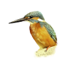 Kingfisher design illustration gift